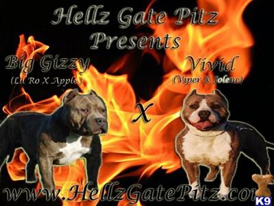 BULLY PUPS... RAZORS EDGE 